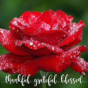 Meet your Posher, Rose